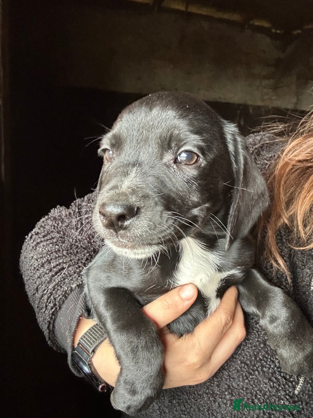 Mixed Breed dogs for sale: Beautiful litter of puppies. Mixed breeds❤️ - Image 13