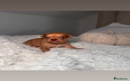Chiweenie dogs for sale: chiweenie (dachshund x chihuahua) puppies - Image 18