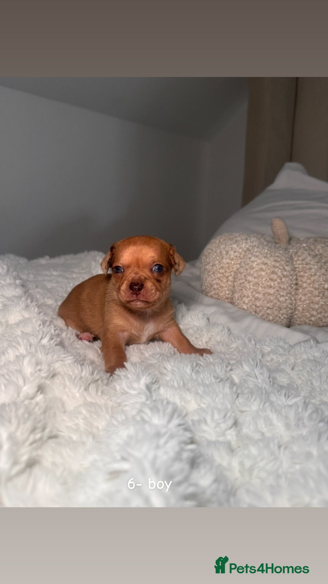 Chiweenie dogs for sale: chiweenie (dachshund x chihuahua) puppies - Image 18