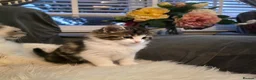 Mixed Breed cats for sale: Adorable Ragdoll X Norwegian forest Kittens  - Advert 6