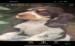 Cocker Spaniel dogs for sale: Beautiful show cockers  - Image 3