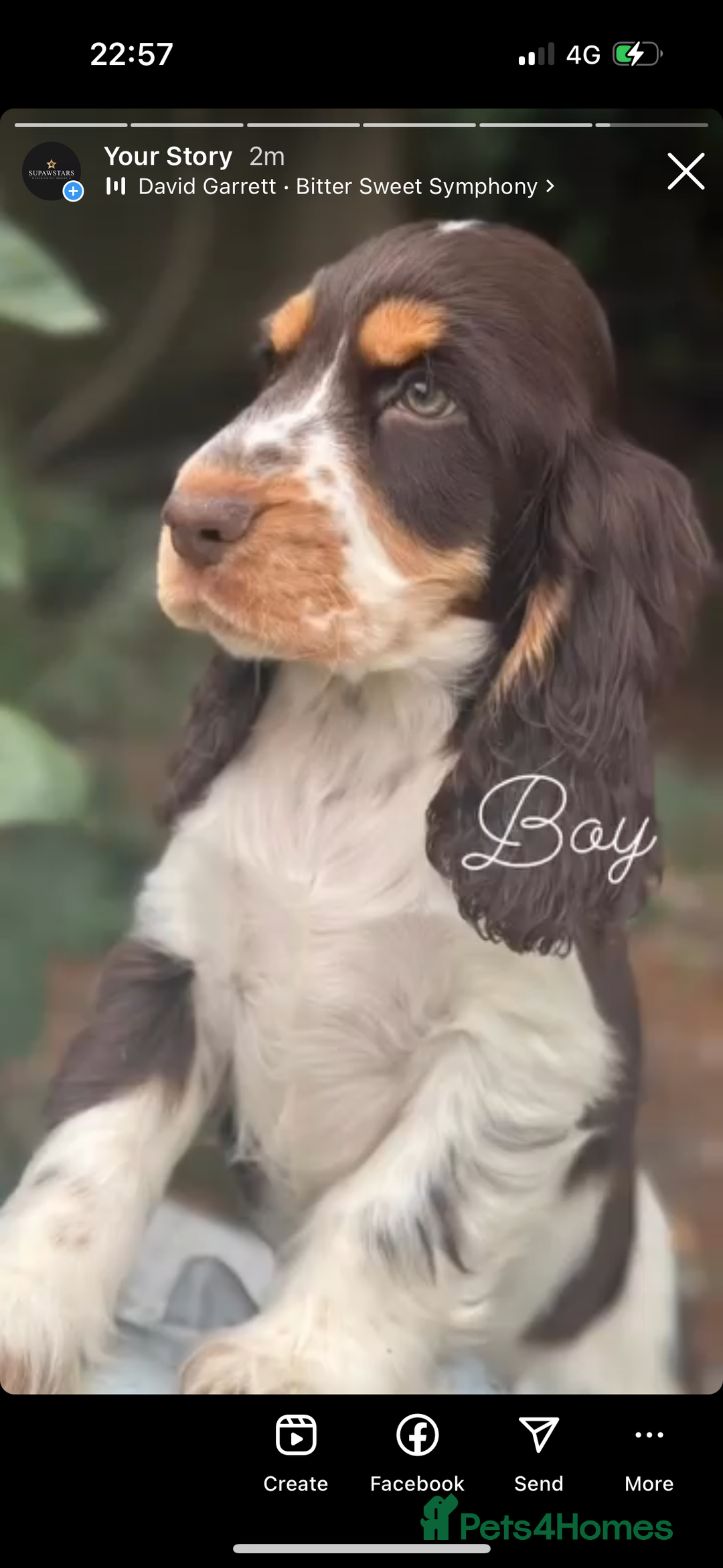 Cocker Spaniel dogs for sale: Beautiful show cockers  - Image 3