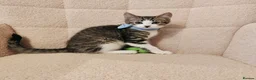Mixed Breed cats for sale: 4 Loving kittens for sale  - Advert 4