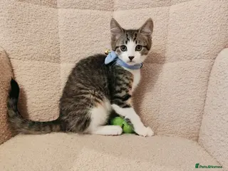 Mixed Breed cats 4 Loving kittens for sale - Advert 1