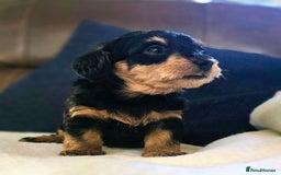 Doxiepoo dogs for sale: Stunning F1 Doxiepoos  - Image 3
