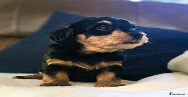 Doxiepoo dogs - Advert 2