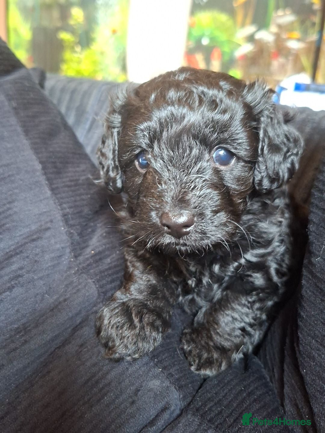 Cockapoo dogs Georgous male cockerpoo - Advert 2