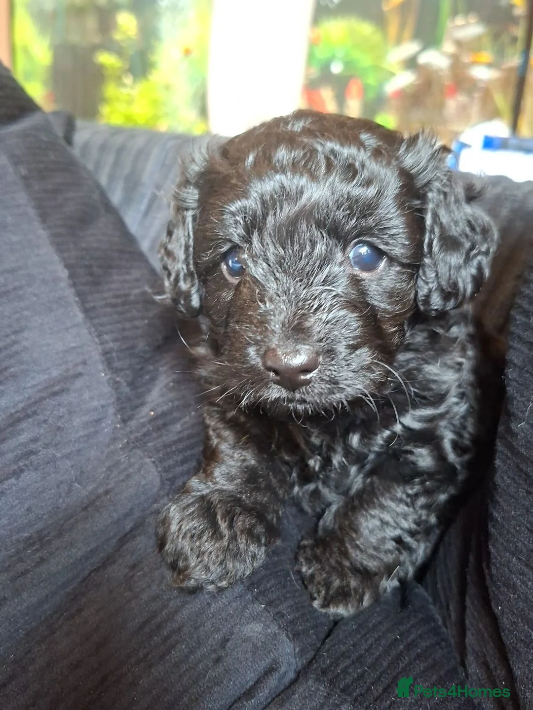 Cockapoo dogs for sale: Georgous male cockerpoo in Chesterfield - Advert 1