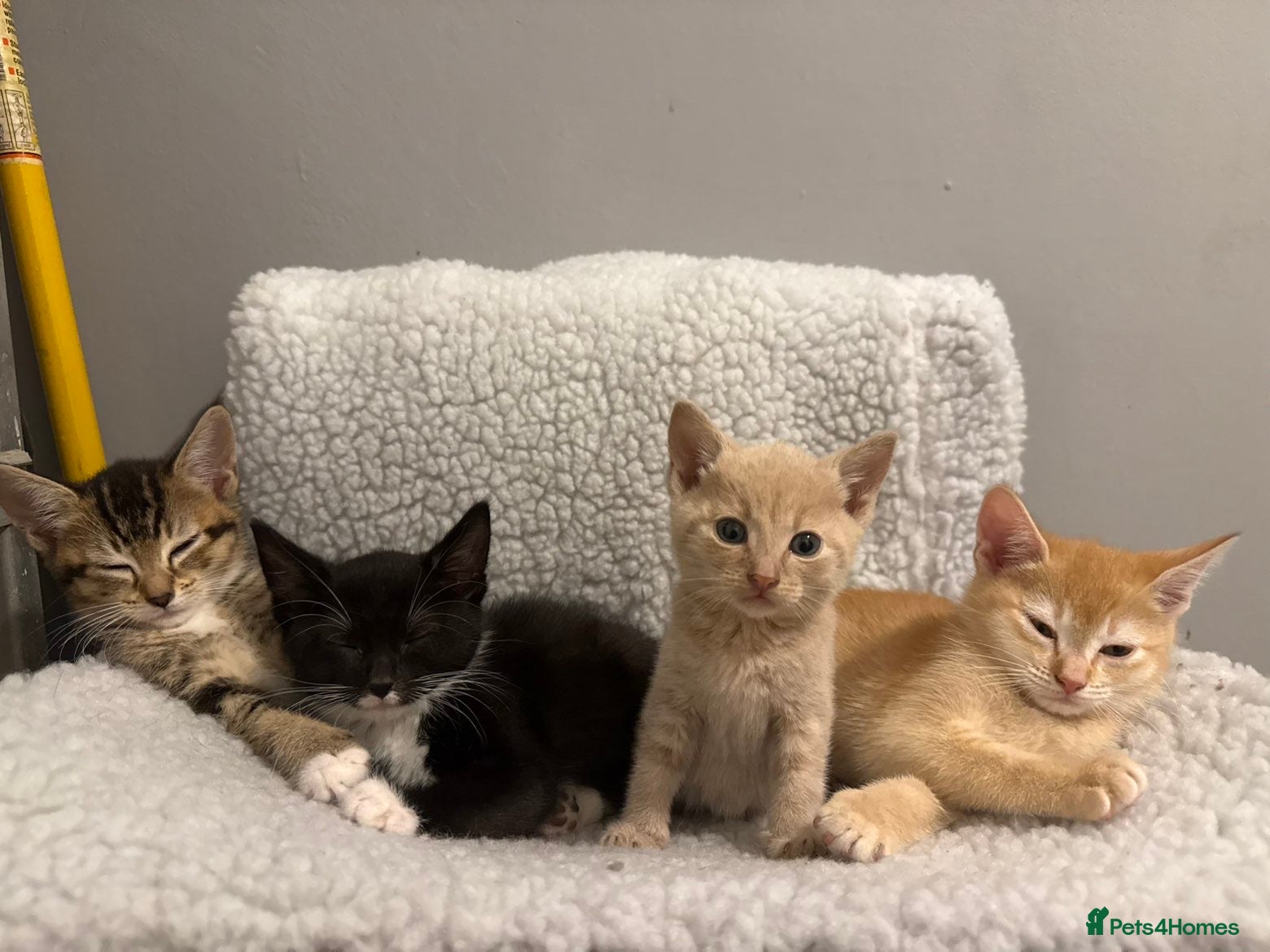 Mixed Breed cats for sale: 🚨GORGEOUS KITTENS READY TO LEAVE 🚨 - Advert 4