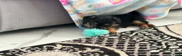 Jack Russell dogs for sale: Stunning jackrussel puppies! - Advert 3