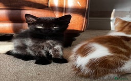 Mixed Breed cats for sale: Beautiful Mixed Breed Kittens for Sale - All Boys  - Image 7