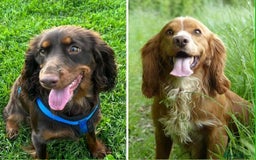 Cocker Spaniel dogs for sale: Cocker Spaniel Red Boy - Advert 3