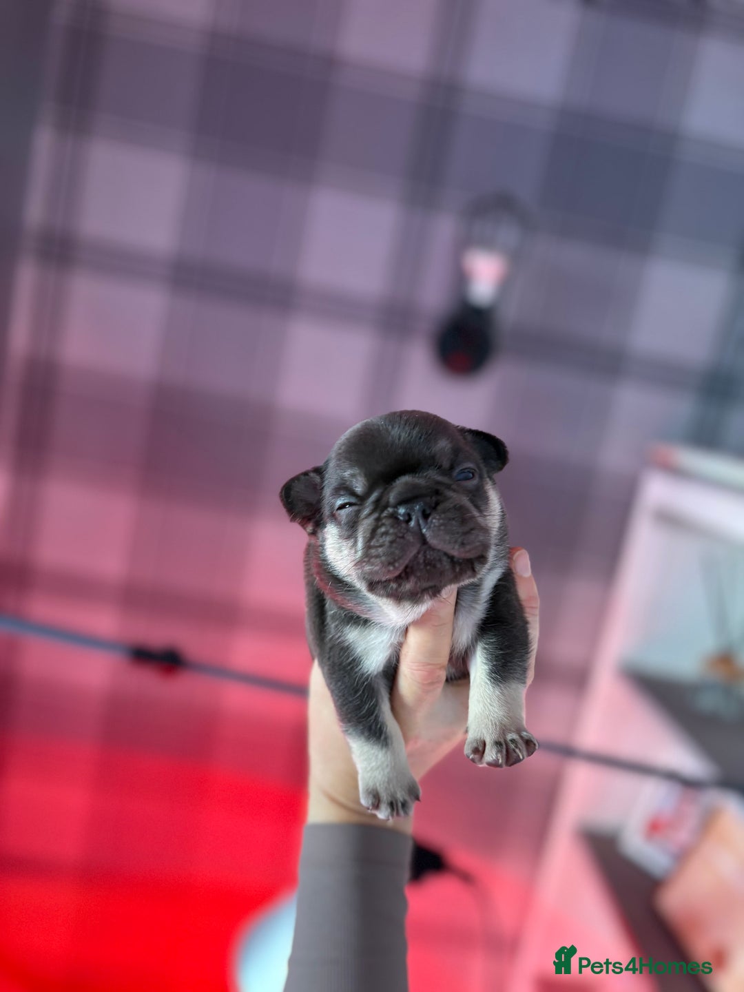French Bulldog dogs for sale: Chunky French bulldog puppies  - Image 29
