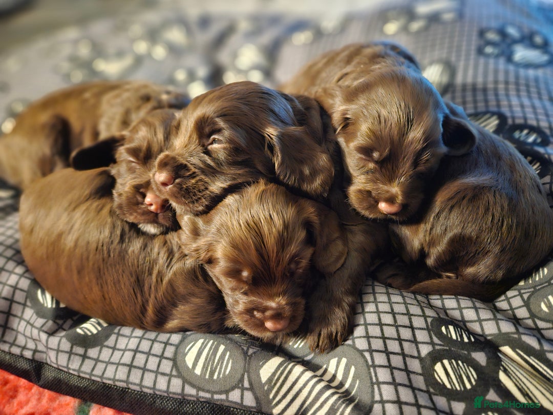 Sprocker dogs for sale: 3 chocolate sprocker males available  - Advert 6