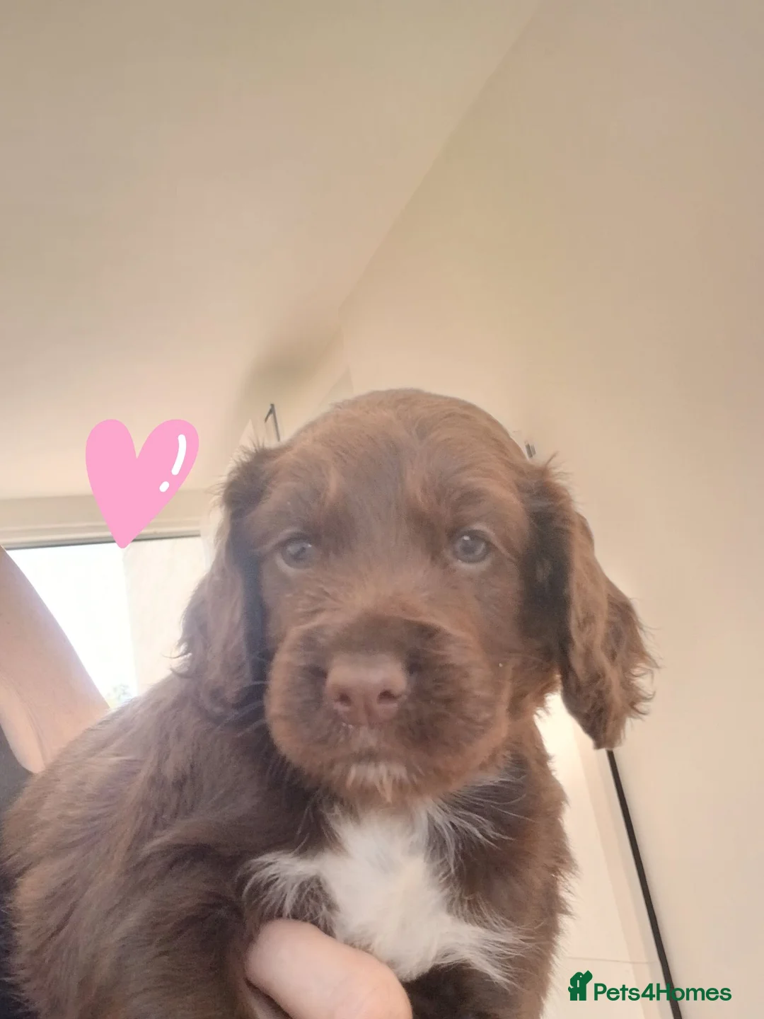 Cocker Spaniel dogs for sale: Cocker spaniels puppies  - Advert 15