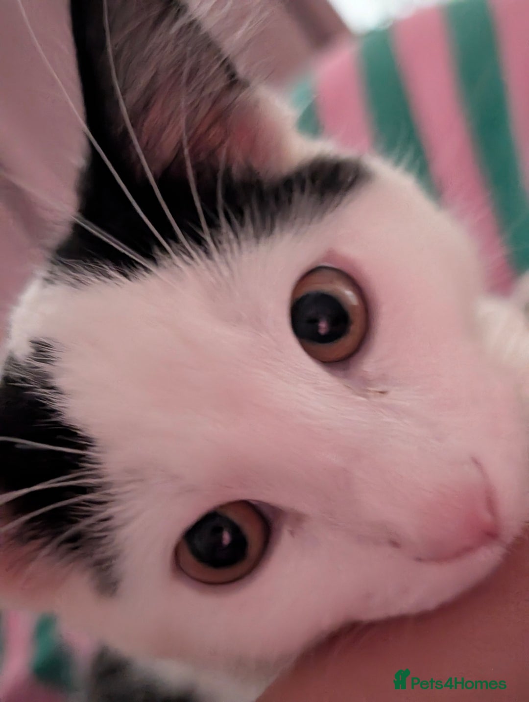 British Shorthair cats for sale: Kitten (free) - Advert 3