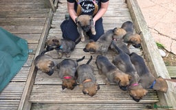 Mixed Breed dogs for sale: 11 german shepherd X Belgium malinois in Exmouth - Image 3