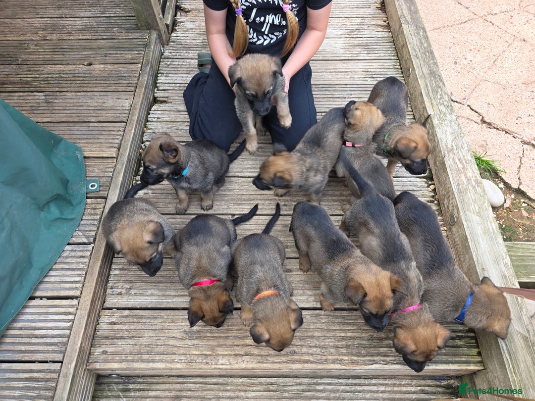 Mixed Breed dogs for sale: 11 german shepherd X Belgium malinois in Exmouth - Image 3