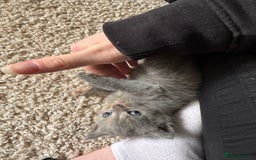 British Longhair cats for sale: 3 beautiful blue eyed British longhair - Image 6