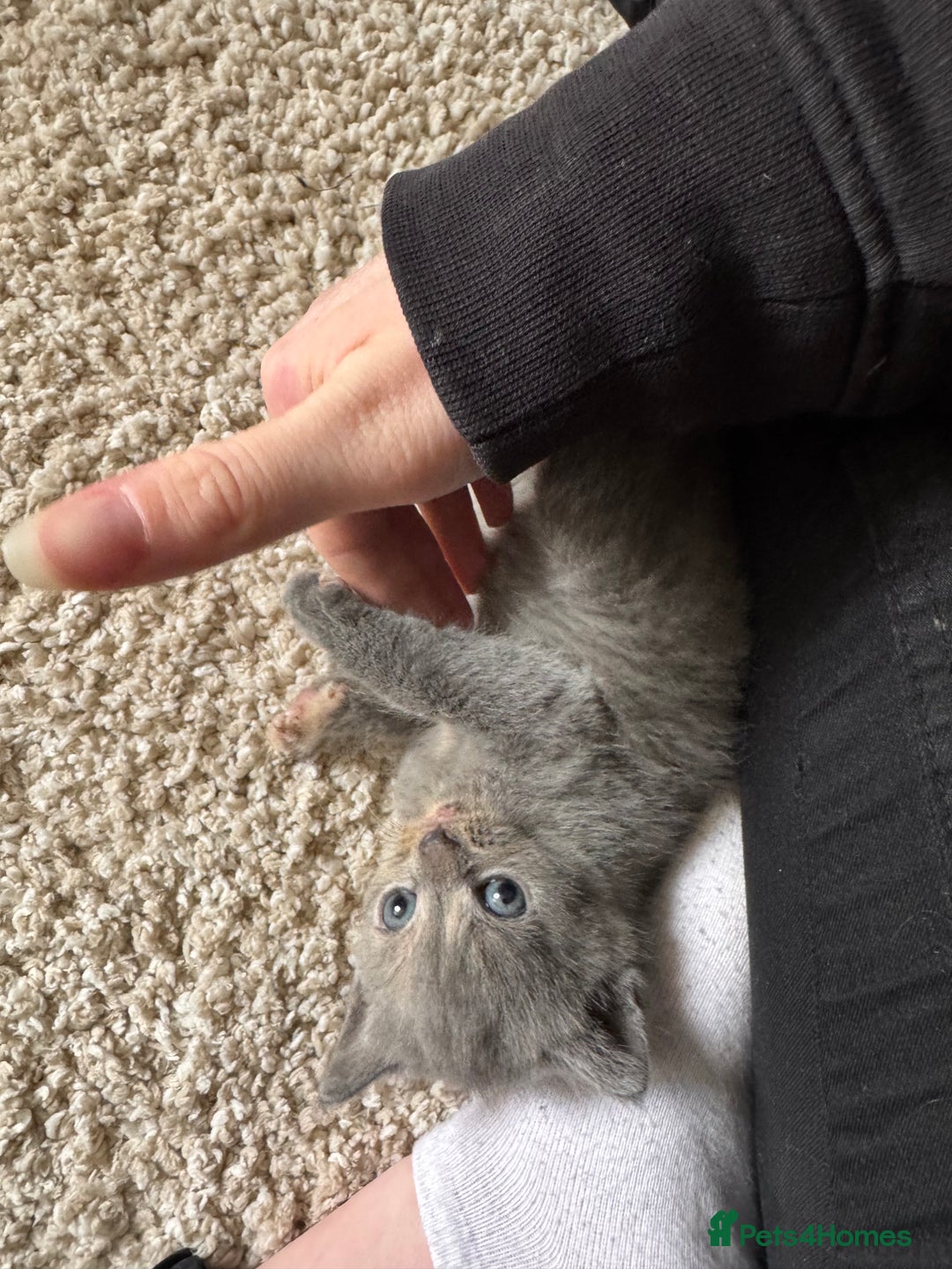 British Longhair cats for sale: 3 beautiful blue eyed British longhair - Image 6