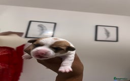 Mixed Breed dogs for sale: 🐾 Loving Homes Wanted for Two Puppies & Dad 🐾 - Image 24