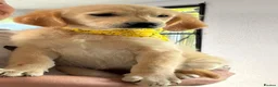 Golden Retriever dogs for sale: Last little girl fully vaccinated  - Advert 19