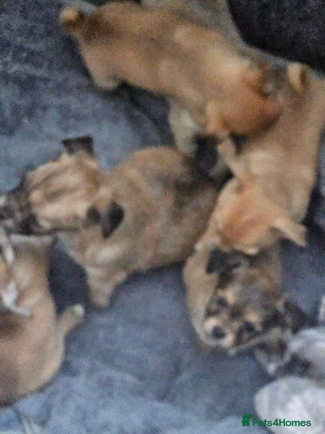 Chihuahua dogs for sale: Applehead chihuahua  in Carshalton - Advert 2