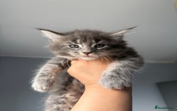Maine Coon cats for sale: XL Russian Cubs 🇷🇺❤️ - Image 6