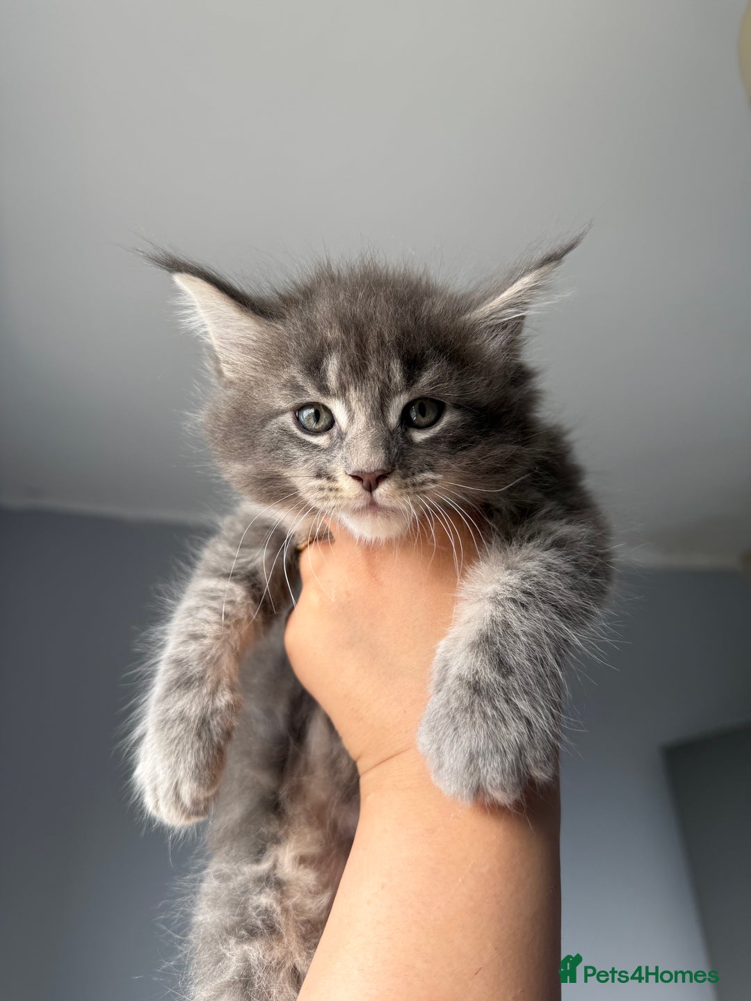 Maine Coon cats for sale: XL Russian Cubs 🇷🇺❤️ - Image 6