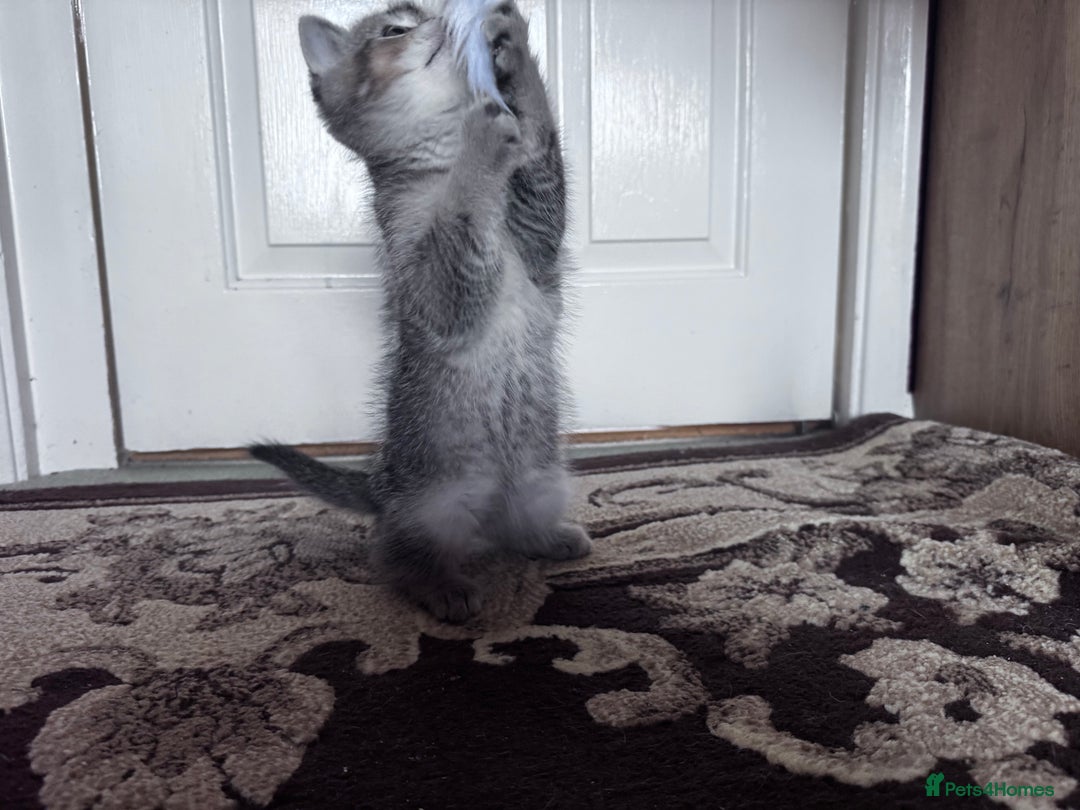 British Shorthair cats for sale: British Short Hair  - Advert 2