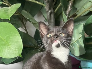 Mixed Breed cats - Advert 32