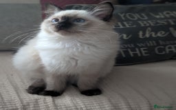 Ragdoll cats for sale: GCCF registered exclusive quality kittens - Image 8