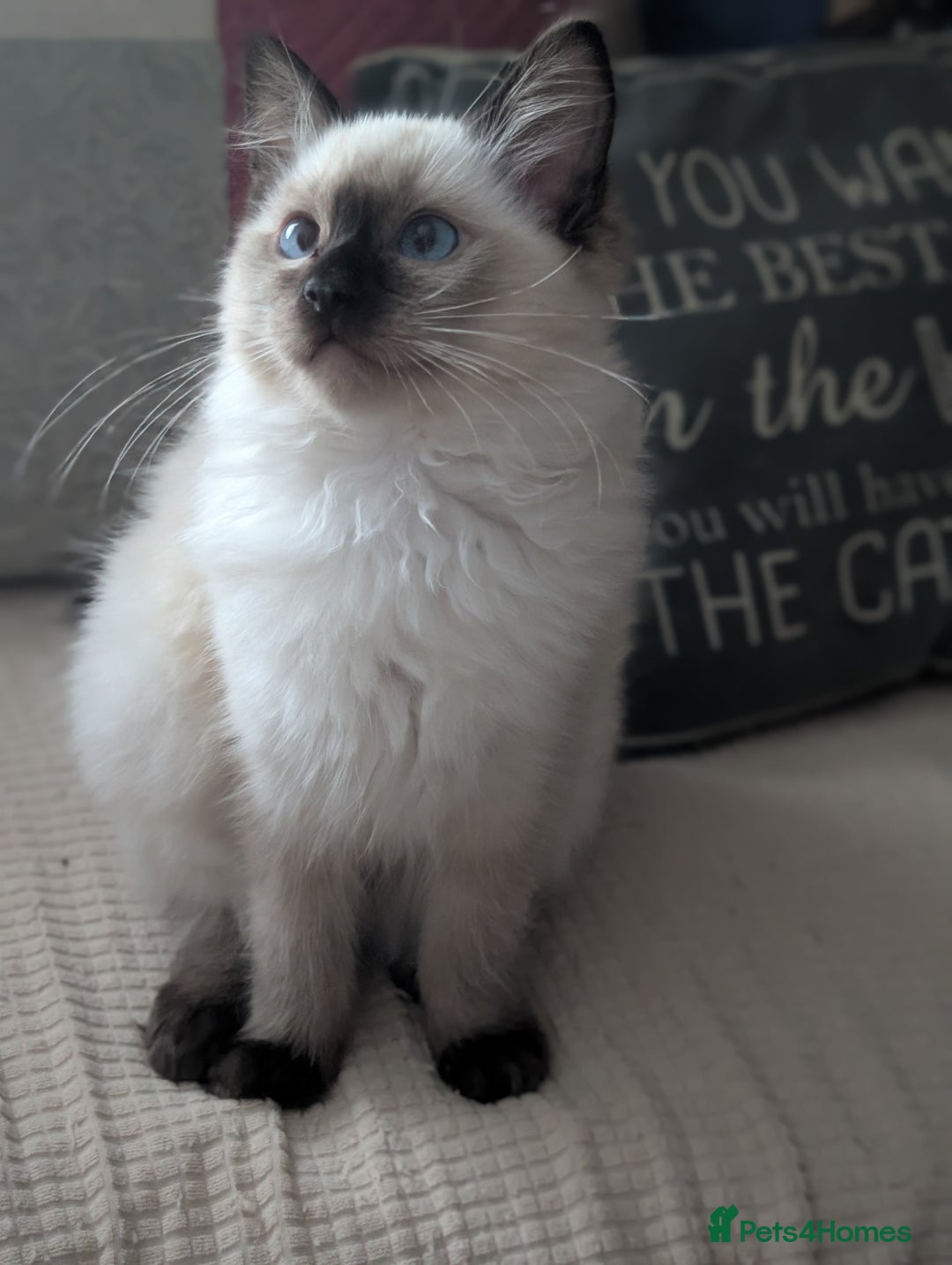 Ragdoll cats for sale: GCCF registered exclusive quality kittens - Image 8