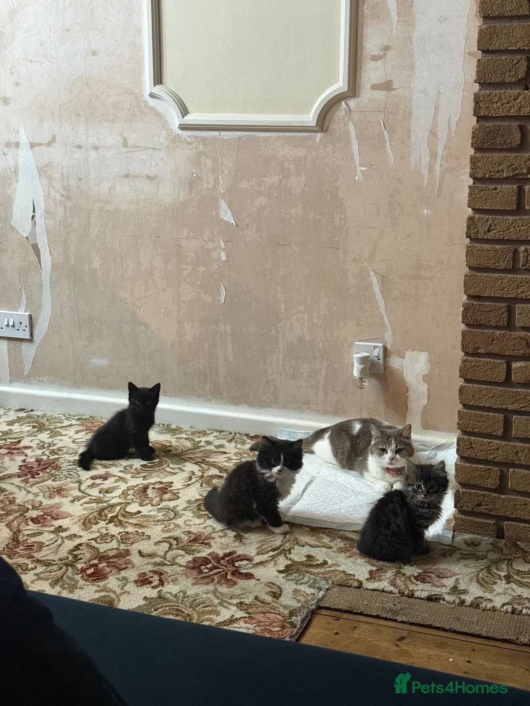 Mixed Breed cats for sale: British shorthair X Maincoon 1M 2F left - Advert 2