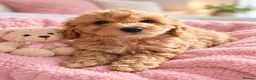 Maltipoo dogs for sale: Red & Apricot Maltipoo Puppies – Reduced NOW! 🐾 - Advert 1
