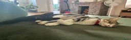 Mixed Breed cats for sale: Two bonded Boys - to go together  in Abbots Langley - Advert 24
