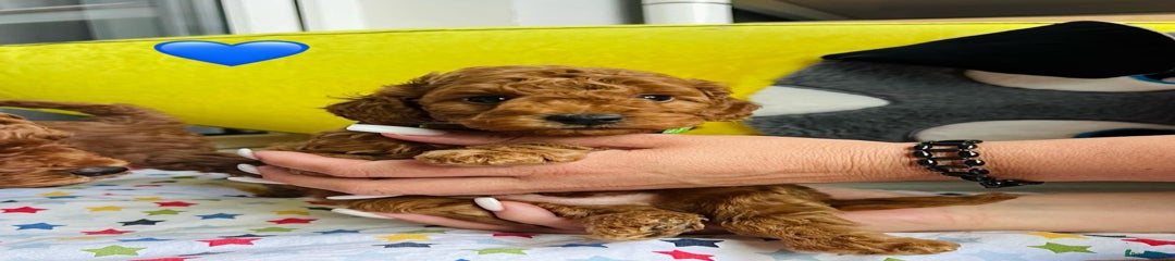Toy Poodle Puppy 2