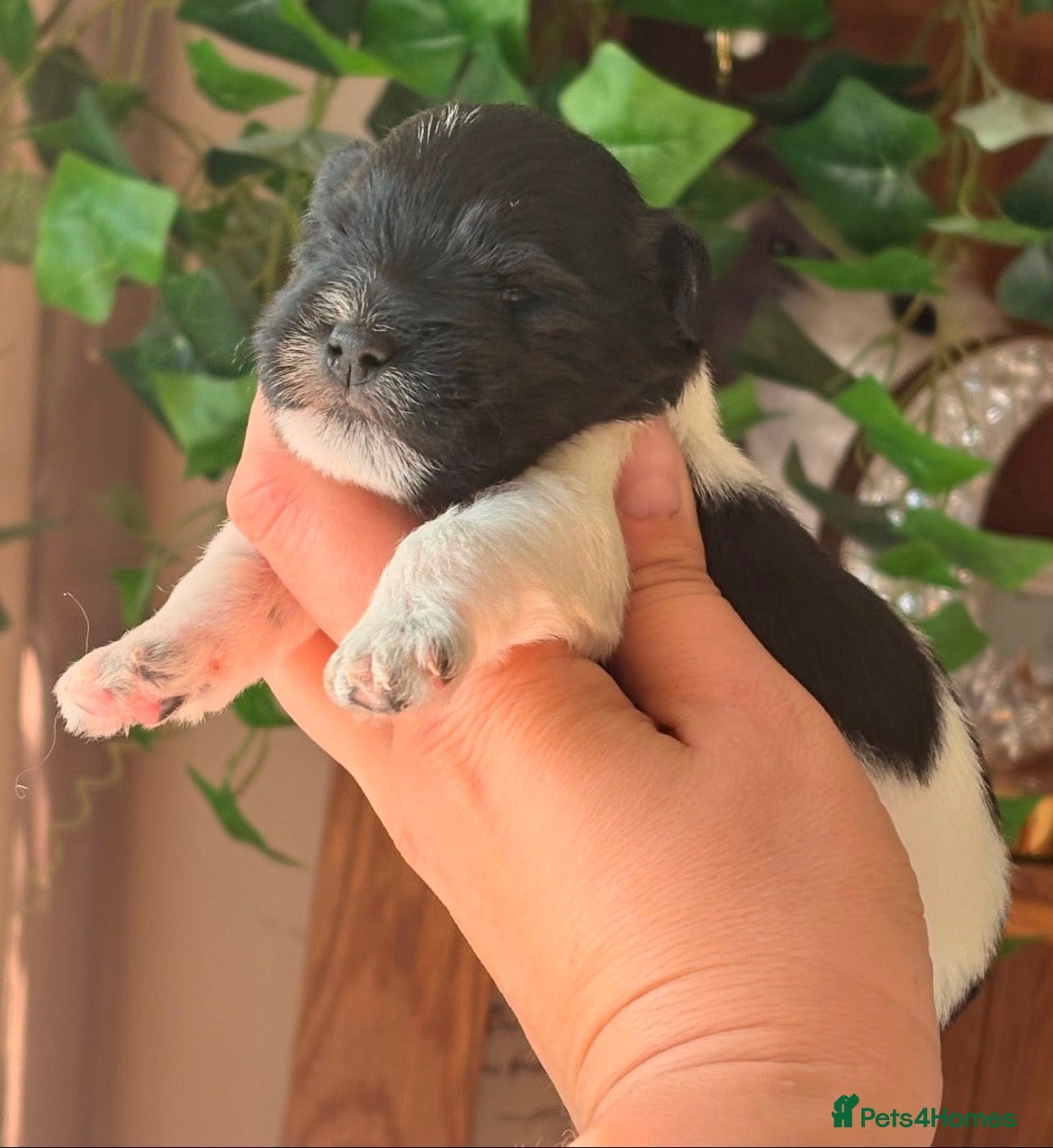Miniature Schnauzer dogs KC BVA/MAC Black&White Parti Miniature Schnauzers  - Advert 3