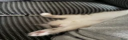Ragdoll cats for sale: The most special gentle little boy  - Advert 9