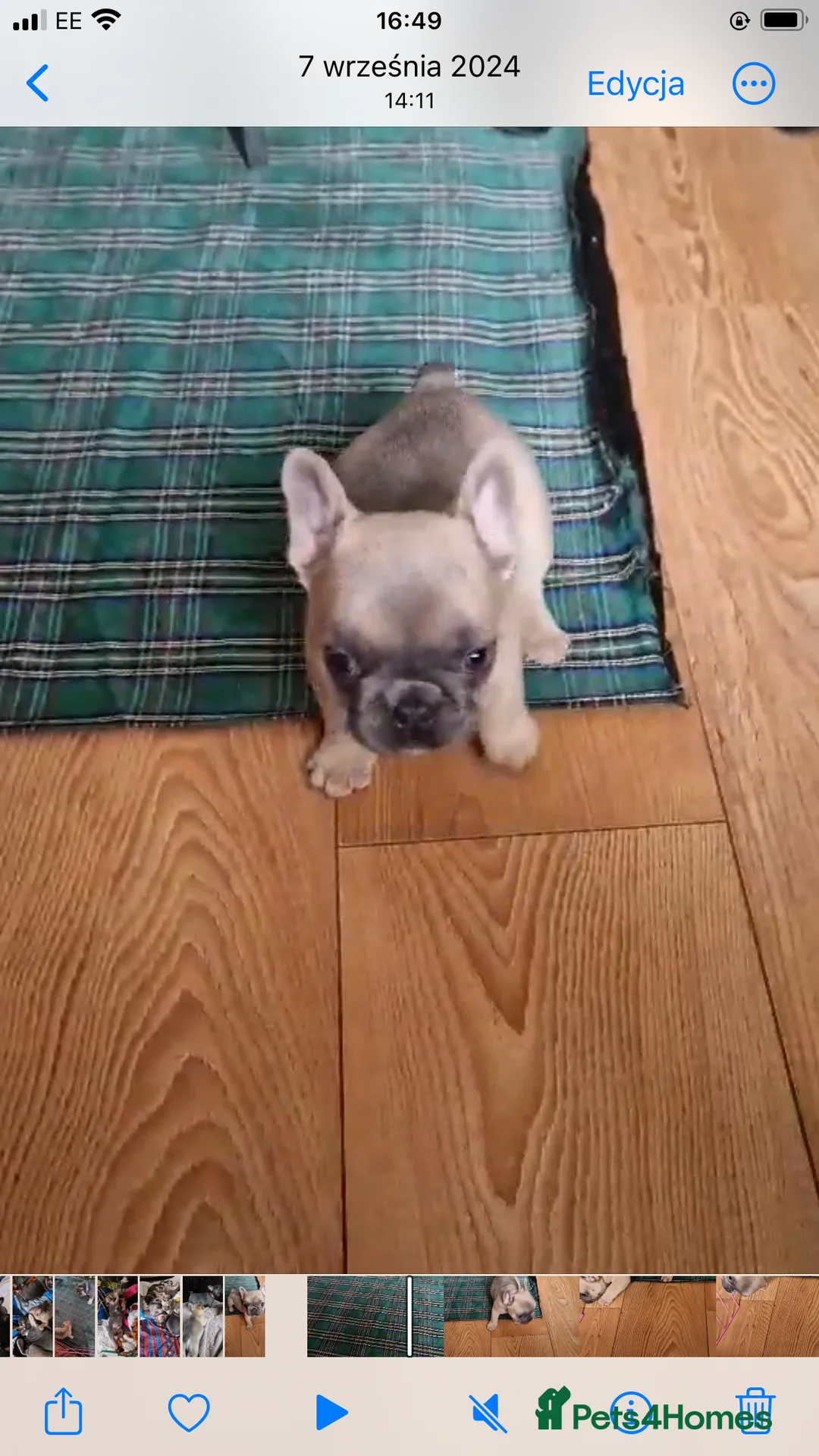 French Bulldog dogs for stud: Tiny French Bulldog – Quality KC 4kg  🌟 - Advert 4