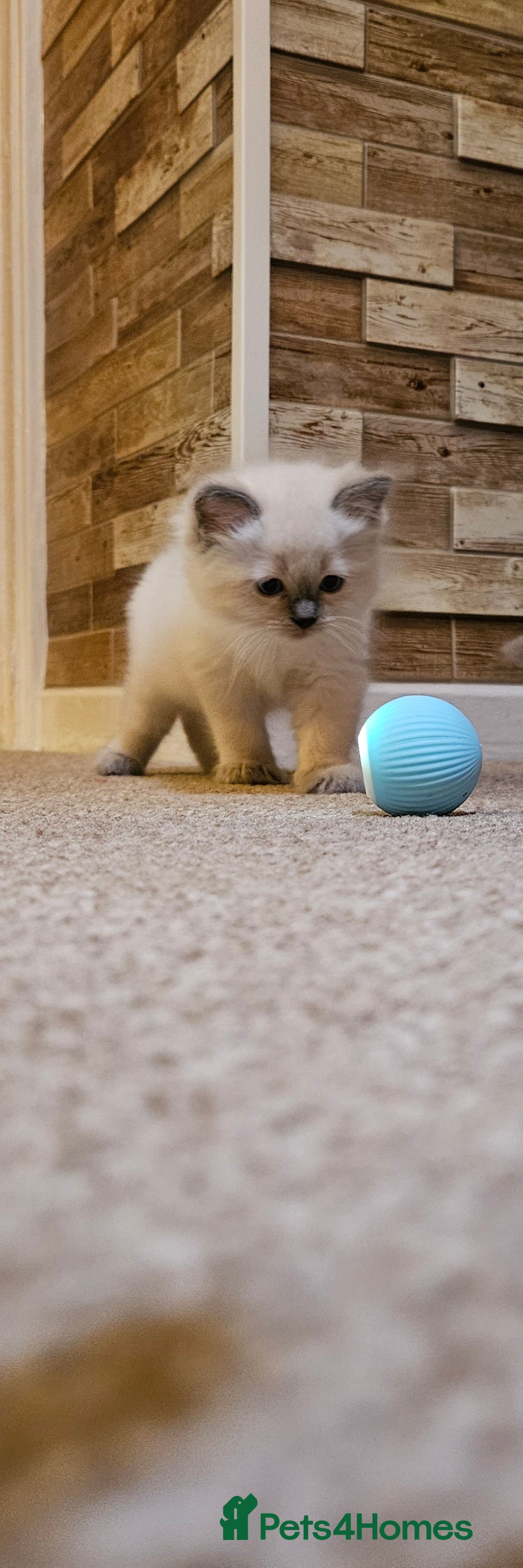 Ragdoll cats for sale: Ready now hcm clear ragdoll litter. X6 - Image 22
