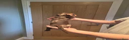 Miniature Dachshund dogs for sale: 6 stunning KC registered Pups  - Advert 12