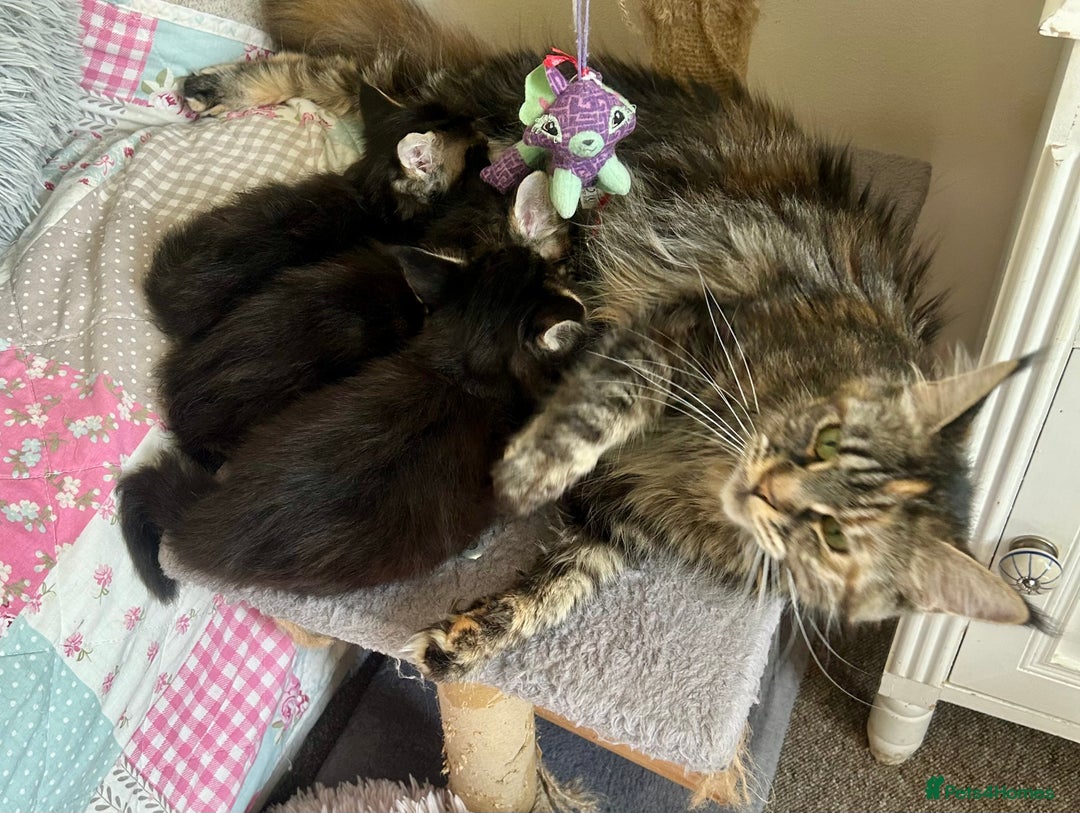 Maine Coon cats for sale: GCCF reg Maine Coon Kittens Stunning Tabby litter - Image 10