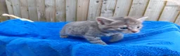 Mixed Breed cats for sale: Kittens for new homes in Ilminster - Advert 11