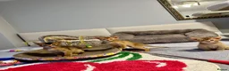 Abyssinian cats for sale: Abyssinian kittens  - Advert 9