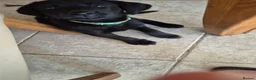 Labrador Retriever dogs for sale: Adorable Labrador puppies for sale - Advert 5