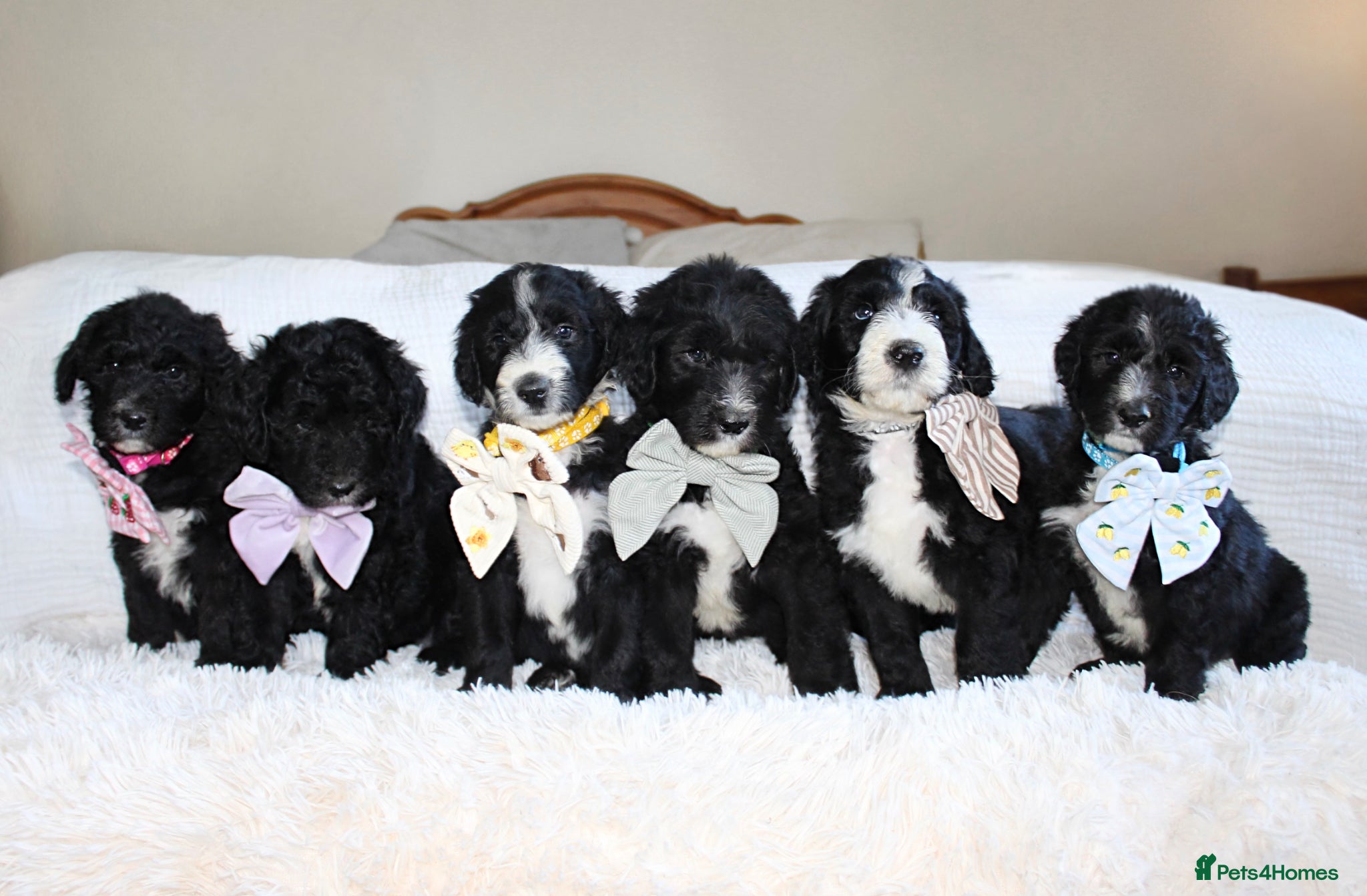 Sheepadoodle dogs F1 Sheepadoodle Puppies🤍 - Advert 1