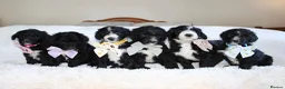 Sheepadoodle dogs for sale: F1 Sheepadoodle Puppies | 5* Licensed Breeder - Advert 9