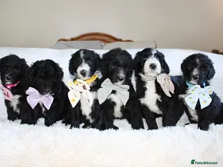Sheepadoodle dogs F1 Sheepadoodle Puppies🤍 - Advert 1