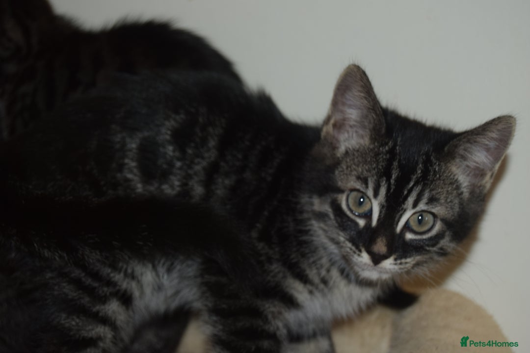 Bengal cats for sale: BEAUTIFUL HALF BENGAL KITTENS - Image 3